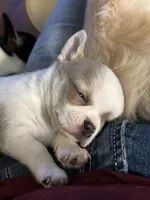 Pickles, a male Chihuahua for sale in Kiel, WI – 8 of 8