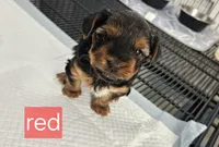 "Red", a male Yorkshire Terrier for sale in Uniontown, PA – Photo 1 of 6