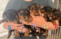 "BLUE", a male Yorkshire Terrier for sale in Uniontown, PA – Photo 4 of 6