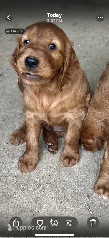 SkyKing – Irish Setter puppy for sale in Radnor, OH