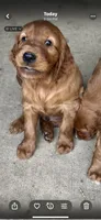 SkyKing, a male Irish Setter for sale in Radnor, OH – 1 of 1