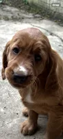 Star, a female Irish Setter for sale in Radnor, OH – 1 of 2