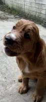 Star, a female Irish Setter for sale in Radnor, OH – 2 of 2