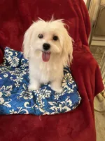 AKC Pure Maltese Boy, a male Maltese for sale in Puyallup, WA – Photo 1 of 4