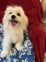 AKC Pure Maltese Boy, a male Maltese for sale in Puyallup, WA – Photo 2 of 4