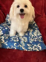 AKC Pure Maltese Boy, a male Maltese for sale in Puyallup, WA – Photo 4 of 4