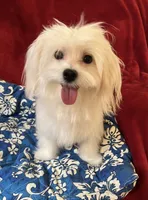 Tory AKC Maltese male, a male Maltese for sale in Puyallup, WA – 2 of 2