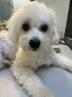 Reduced!!Danny ch line boy, a male Bichon Frise for sale in Puyallup, WA – 3 of 7