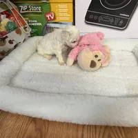 Reduced!! Candy ch line, a female Bichon Frise for sale in Puyallup, WA – Photo 5 of 5