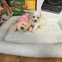 Reduced!! Candy ch line, a female Bichon Frise for sale in Puyallup, WA – Photo 4 of 5