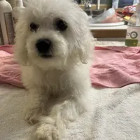 Reduced!! Candy ch line, a female Bichon Frise for sale in Puyallup, WA – Photo 2 of 5