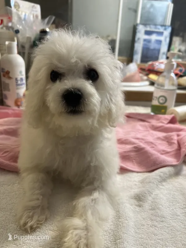 Reduced!! Candy ch line