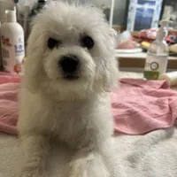 Reduced!! Candy ch line, a female Bichon Frise for sale in Puyallup, WA – Photo 1 of 5