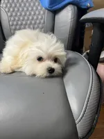 Willie Ckc Maltese boy, a male Maltese for sale in Puyallup, WA – 4 of 8