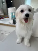 Ckc Maltese boy, a male Maltese for sale in Puyallup, WA – 2 of 4