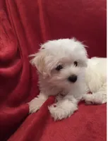 Willie Ckc Maltese boy, a male Maltese for sale in Puyallup, WA – 2 of 8
