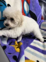 Minky ckc, a female Poodle - Miniature  for sale in Puyallup, WA – 2 of 6