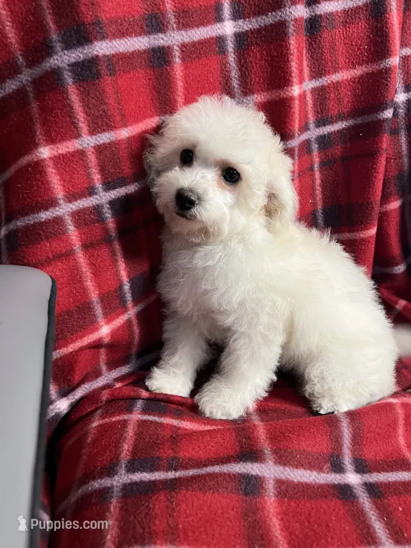 Momo – Poodle - Miniature  puppy for sale in Puyallup, WA