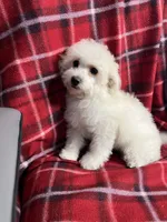 Momo, a female Poodle - Miniature  for sale in Puyallup, WA – 1 of 7