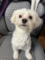 Nikki, a male Maltese for sale in Puyallup, WA – 4 of 4