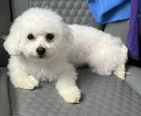 Bella , a female Bichon Frise for sale in Puyallup, WA – 2 of 6