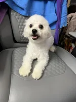 Bella , a female Bichon Frise for sale in Puyallup, WA – 3 of 6
