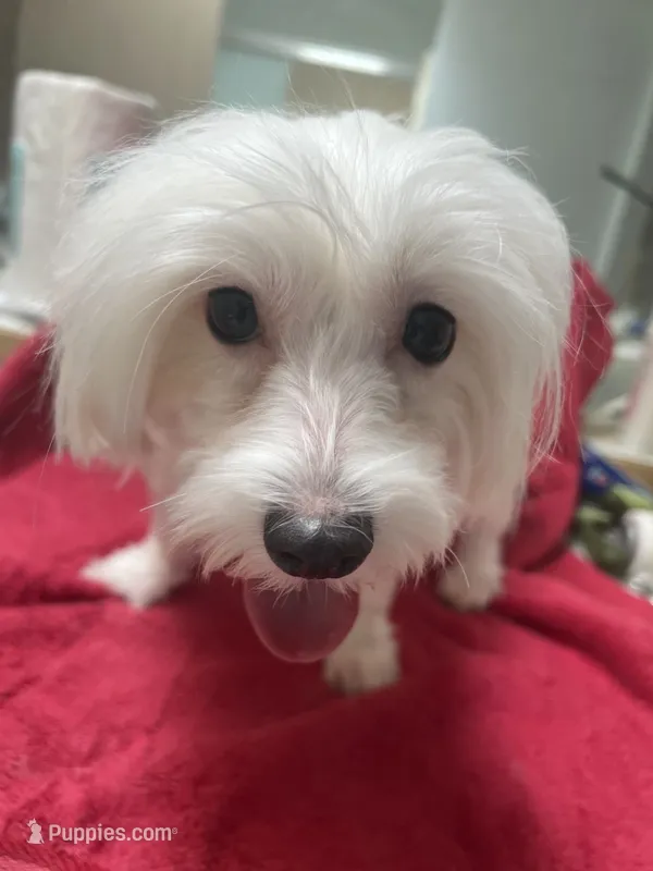 Female Maltese – Maltese puppy for sale in Puyallup, WA