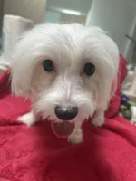 Female Maltese, a female Maltese for sale in Puyallup, WA – 1 of 2