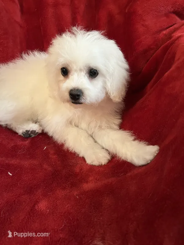 Sophia – Maltese puppy for sale in Puyallup, WA