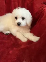 Sophia, a female Maltese for sale in Puyallup, WA – 1 of 1