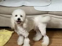 Reduced! Spotty!, a male Poodle - Miniature  for sale in Puyallup, WA – 5 of 6