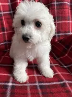 Momo, a female Poodle - Miniature  for sale in Puyallup, WA – 4 of 7