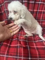 Vanila CKC all white female , a female Poodle - Miniature  for sale in Puyallup, WA – 5 of 7