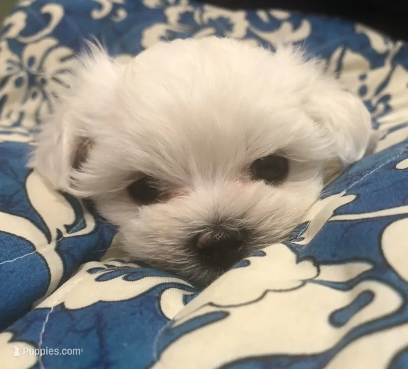 Dochi AKC Maltese  – Maltese puppy for sale in Puyallup, WA