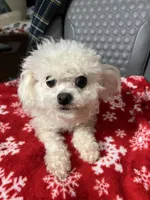 Gloria t cup Korean Bichon , a female Bichon Frise for sale in Puyallup, WA – Photo 3 of 5