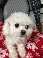 Gloria t cup Korean Bichon , a female Bichon Frise for sale in Puyallup, WA – Photo 4 of 5