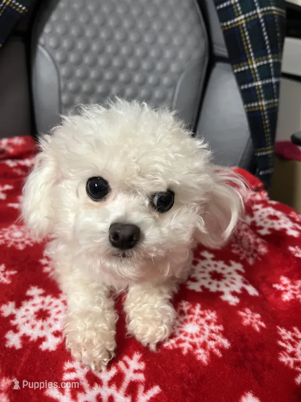 Gloria t cup Korean Bichon  – Bichon Frise puppy for sale in Puyallup, WA