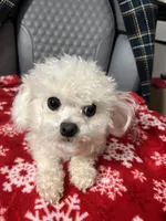 Gloria t cup Korean Bichon , a female Bichon Frise for sale in Puyallup, WA – Photo 1 of 5