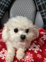 Gloria t cup Korean Bichon , a female Bichon Frise for sale in Puyallup, WA – Photo 5 of 5