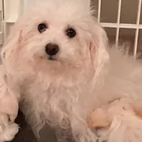 Reduced-Boy poodle , a male Poodle - Miniature  for sale in Puyallup, WA – Photo 3 of 4