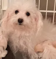 Vanilla Moca, a male Poodle - Miniature  for sale in Puyallup, WA – Photo 3 of 4