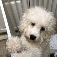 Reduced-Boy poodle , a male Poodle - Miniature  for sale in Puyallup, WA – Photo 4 of 4