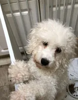 Vanilla Moca, a male Poodle - Miniature  for sale in Puyallup, WA – Photo 4 of 4