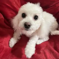 Reduced-Boy poodle , a male Poodle - Miniature  for sale in Puyallup, WA – Photo 1 of 4