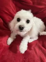 Vanilla Moca, a male Poodle - Miniature  for sale in Puyallup, WA – Photo 1 of 4
