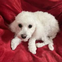 Reduced-Boy poodle , a male Poodle - Miniature  for sale in Puyallup, WA – Photo 2 of 4