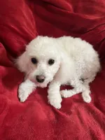 Vanilla Moca, a male Poodle - Miniature  for sale in Puyallup, WA – Photo 2 of 4