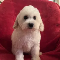 Barbie, a female Poodle - Miniature  for sale in Puyallup, WA – Photo 1 of 3
