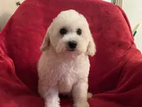 Barbie, a female Poodle - Miniature  for sale in Puyallup, WA – Photo 1 of 3