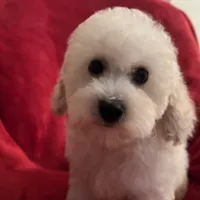 Barbie, a female Poodle - Miniature  for sale in Puyallup, WA – Photo 3 of 3